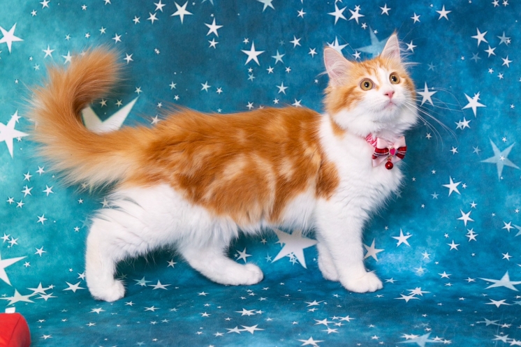 ねこさんの写真